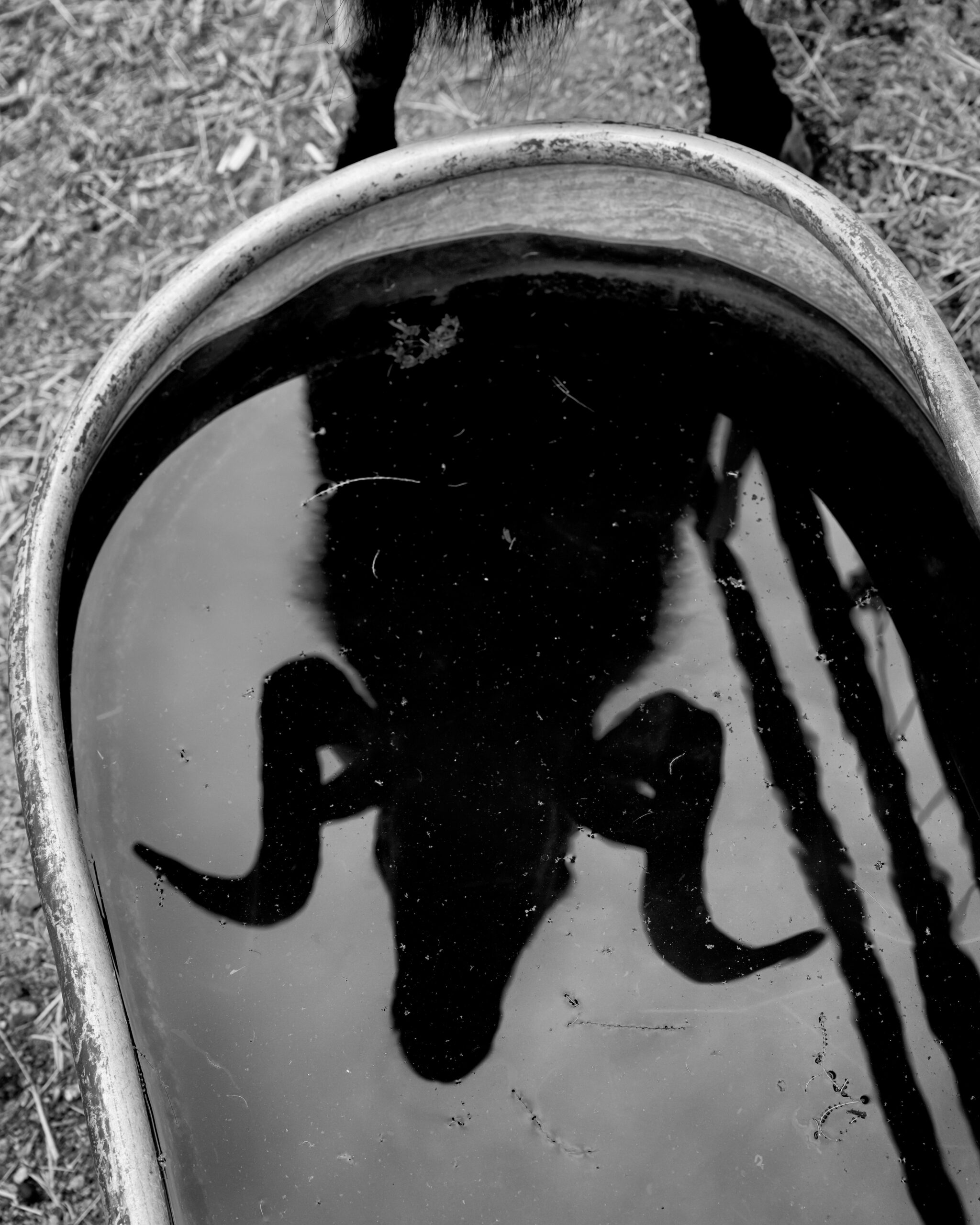 A ram at the home of Bob Paulsen and Lorrie Larsen. South32’s Hermosa project, a new manganese and zinc mine, is being installed nearby, threatening their groundwater supply.