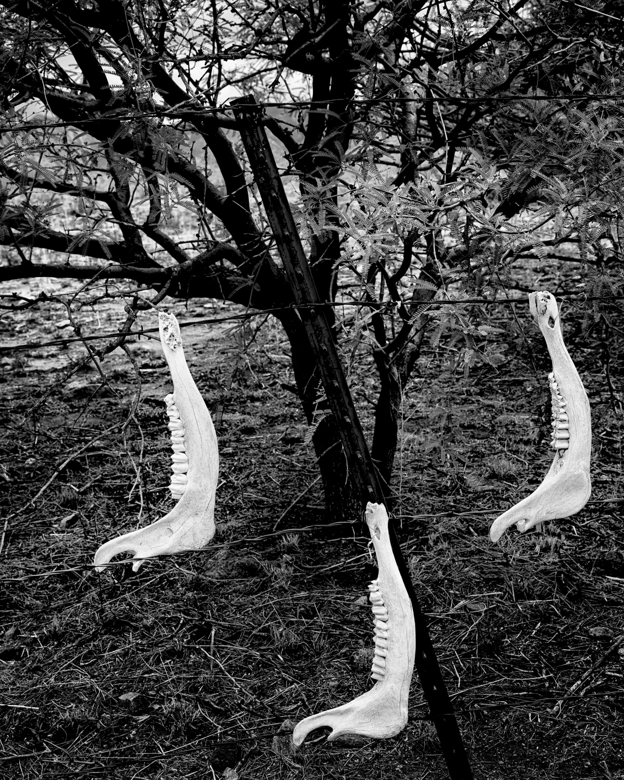 Jawbones line a fence.