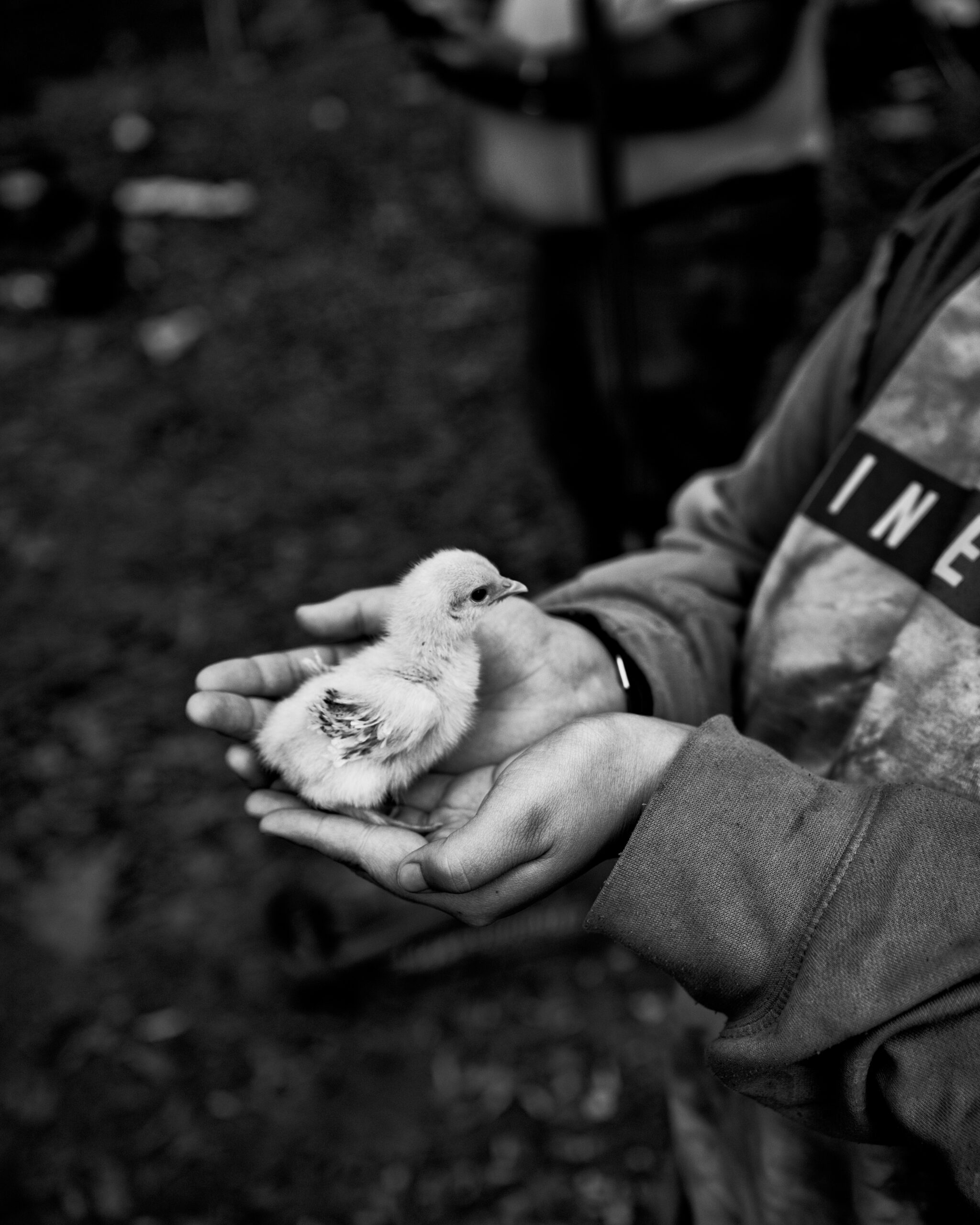 Duckling.