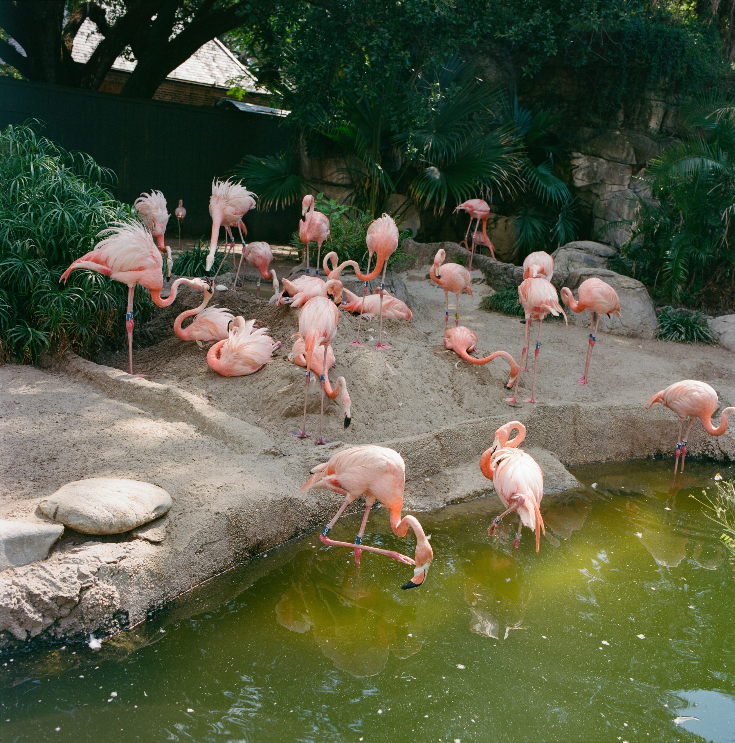 Flamingos at the Audubon Nature Institute in New Orleans, Louisiana.