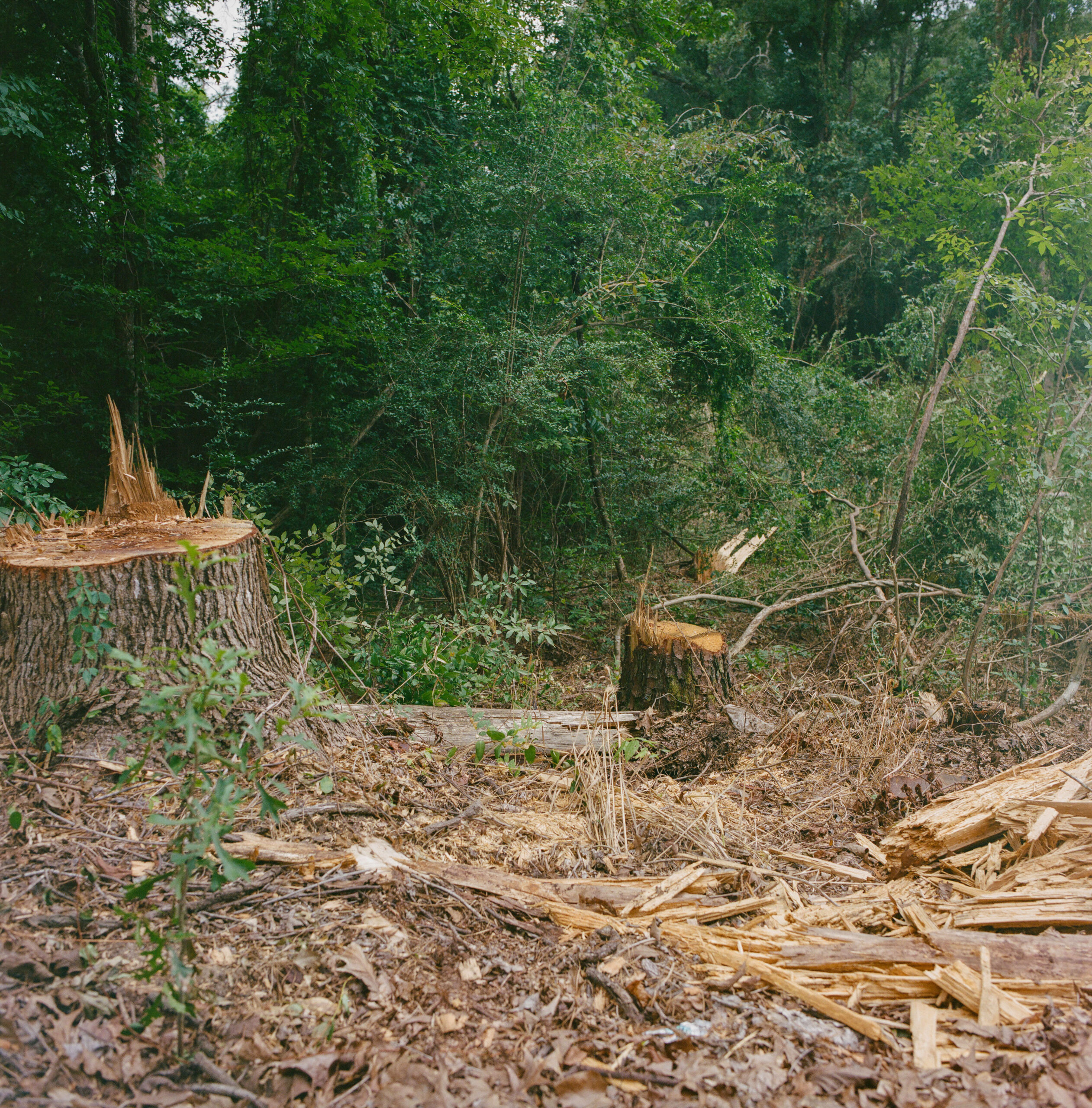 The Drax facility in Gloster, Mississippi, is harvesting trees from local pine and hardwood forests—including whole, living trees—to supply its pellet mill. While some logging is contracted locally, the demand for these trees threatens forest ecosystems, harms biodiversity, weakens landscape resilience, and contributes to climate change in rural Southern communities.
