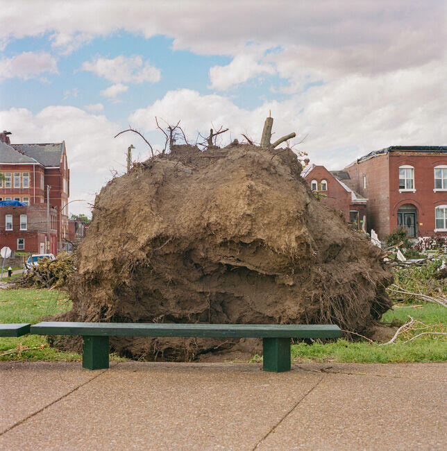 A giant tree lies uprooted in the center of Fountain Park, just steps away from Dr. Pamela’s community office (third house from left).